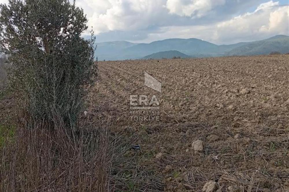 ERA KARAT BİLECİK OSMANELİ SELÇİK KÖYÜNDE 3.211 M2 SATILIK TARLA