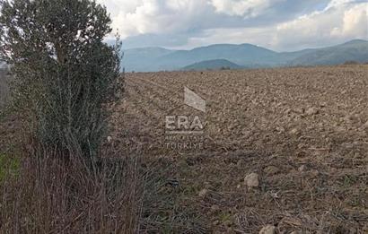 ERA KARAT BİLECİK OSMANELİ SELÇİK KÖYÜNDE 3.211 M2 SATILIK TARLA