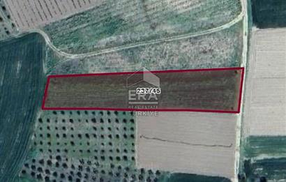 ERA KARAT BİLECİK OSMANELİ SELÇİK KÖYÜNDE 3.211 M2 SATILIK TARLA