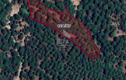 BERGAMA SATILIK ÇAM FİSTIĞI TARLASI