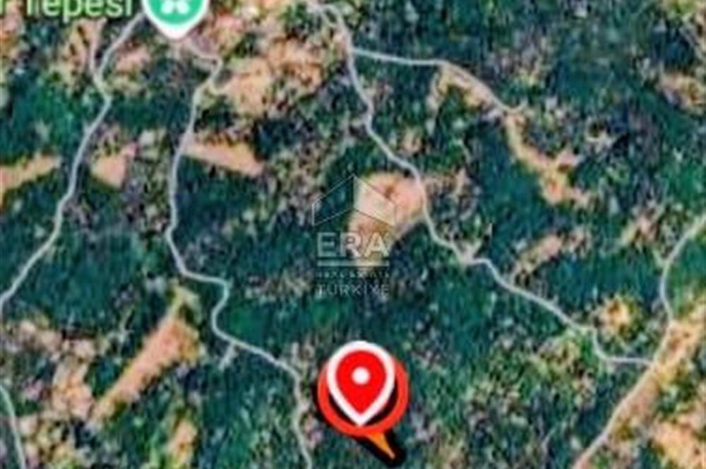 BERGAMA SATILIK ÇAM FİSTIĞI TARLASI