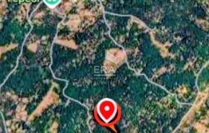 BERGAMA SATILIK ÇAM FİSTIĞI TARLASI