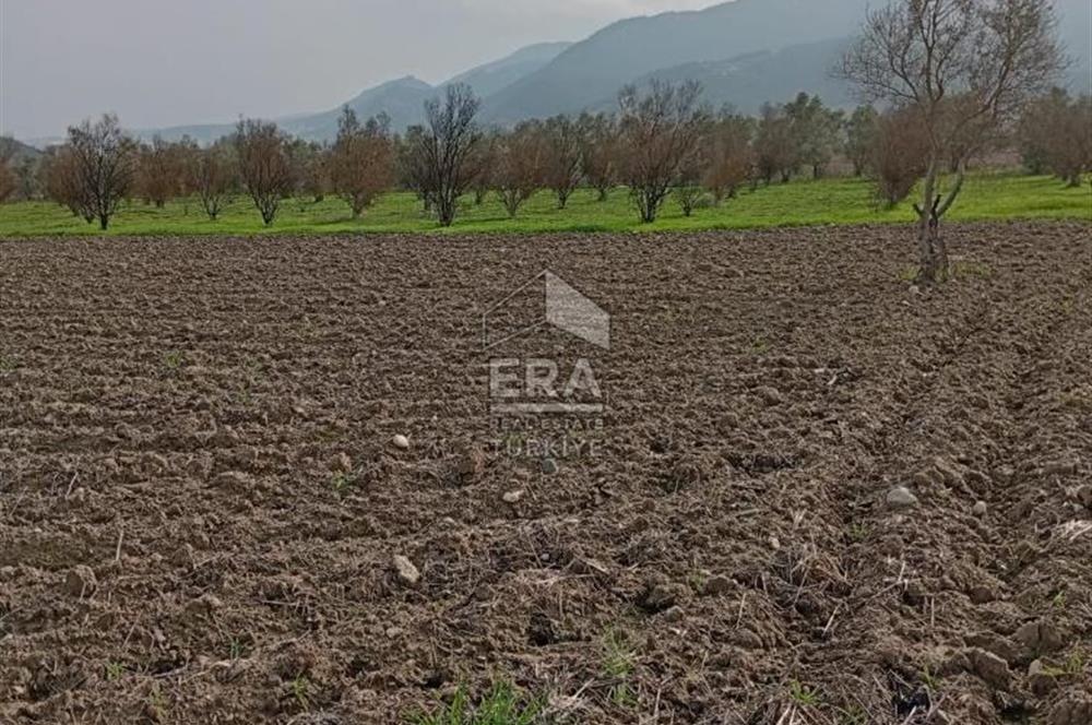 ERA KARAT BİLECİK OSMANELİ SELÇİK KÖYÜNDE 3.211 M2 SATILIK TARLA