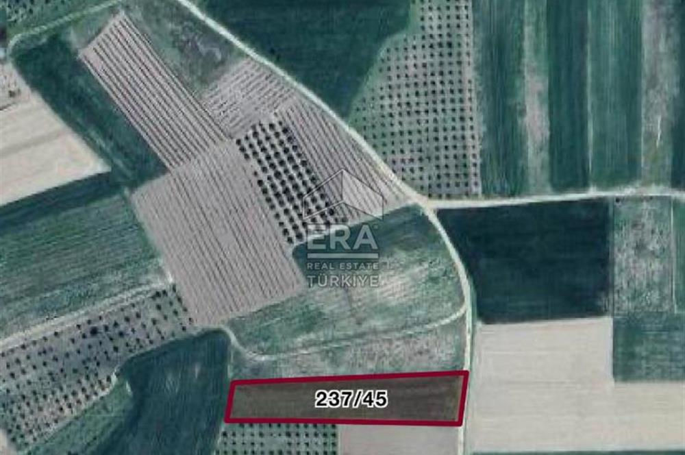 ERA KARAT BİLECİK OSMANELİ SELÇİK KÖYÜNDE 3.211 M2 SATILIK TARLA