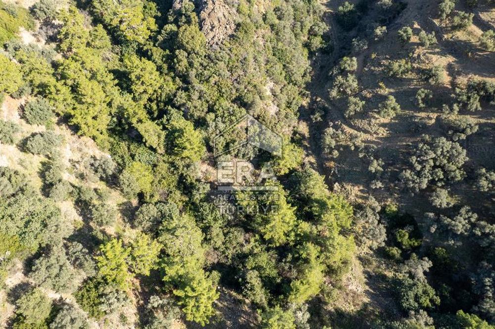 Datça Mesudiye'de Satılık 501m² Yatırım Değeri Yüksek Tarla