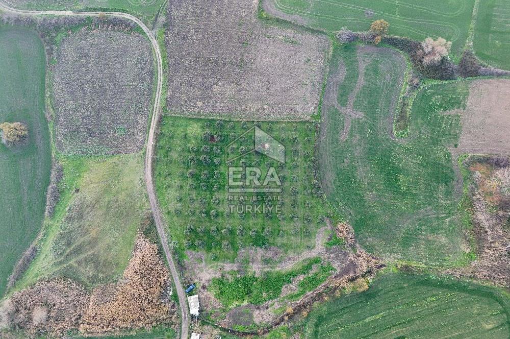 ERA SÖZ GAYRİMENKUL’DEN SUSURLUK GÖBEL’DE HEMEN GELİR GETİREN, DEĞERİ HER GEÇEN GÜN ARTAN SATILIK ZEYTİNLİK