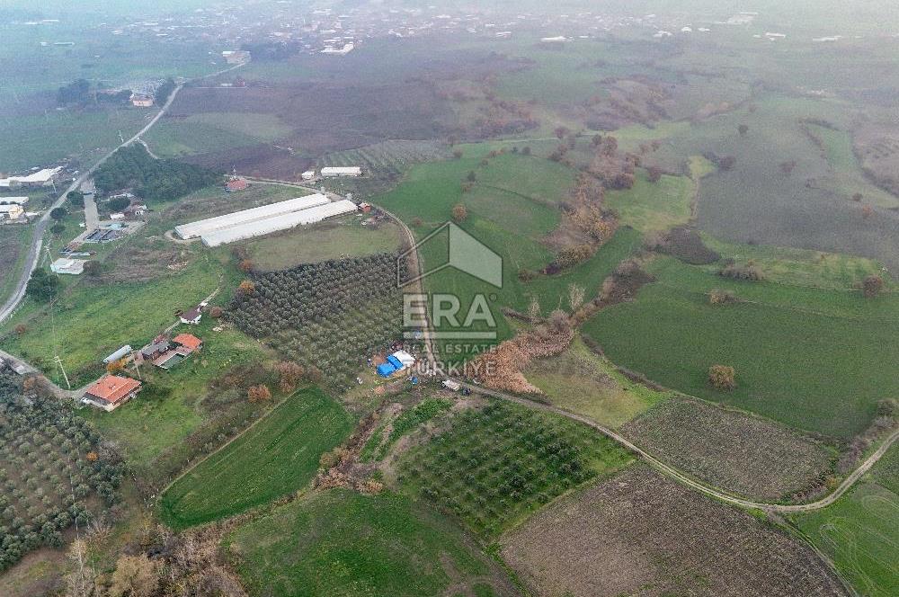 ERA SÖZ GAYRİMENKUL’DEN SUSURLUK GÖBEL’DE HEMEN GELİR GETİREN, DEĞERİ HER GEÇEN GÜN ARTAN SATILIK ZEYTİNLİK
