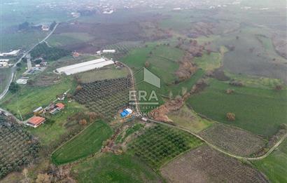 ERA SÖZ GAYRİMENKUL’DEN SUSURLUK GÖBEL’DE HEMEN GELİR GETİREN, DEĞERİ HER GEÇEN GÜN ARTAN SATILIK ZEYTİNLİK
