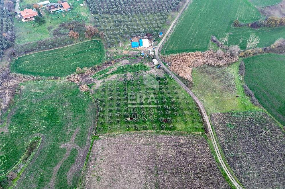 ERA SÖZ GAYRİMENKUL’DEN SUSURLUK GÖBEL’DE HEMEN GELİR GETİREN, DEĞERİ HER GEÇEN GÜN ARTAN SATILIK ZEYTİNLİK