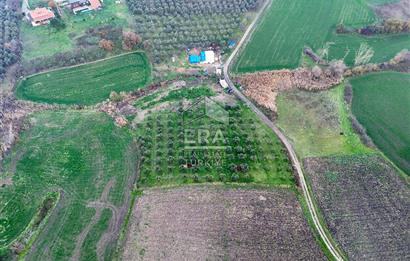 ERA SÖZ GAYRİMENKUL’DEN SUSURLUK GÖBEL’DE HEMEN GELİR GETİREN, DEĞERİ HER GEÇEN GÜN ARTAN SATILIK ZEYTİNLİK