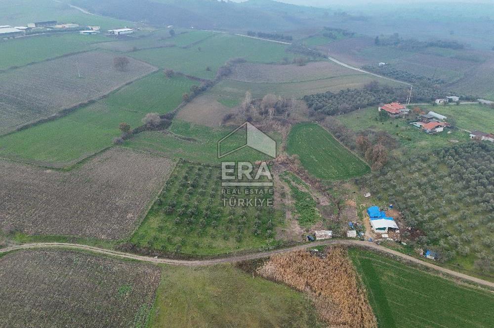 ERA SÖZ GAYRİMENKUL’DEN SUSURLUK GÖBEL’DE HEMEN GELİR GETİREN, DEĞERİ HER GEÇEN GÜN ARTAN SATILIK ZEYTİNLİK