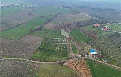 ERA SÖZ GAYRİMENKUL’DEN SUSURLUK GÖBEL’DE HEMEN GELİR GETİREN, DEĞERİ HER GEÇEN GÜN ARTAN SATILIK ZEYTİNLİK