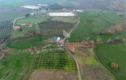 ERA SÖZ GAYRİMENKUL’DEN SUSURLUK GÖBEL’DE HEMEN GELİR GETİREN, DEĞERİ HER GEÇEN GÜN ARTAN SATILIK ZEYTİNLİK