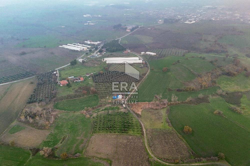 ERA SÖZ GAYRİMENKUL’DEN SUSURLUK GÖBEL’DE HEMEN GELİR GETİREN, DEĞERİ HER GEÇEN GÜN ARTAN SATILIK ZEYTİNLİK