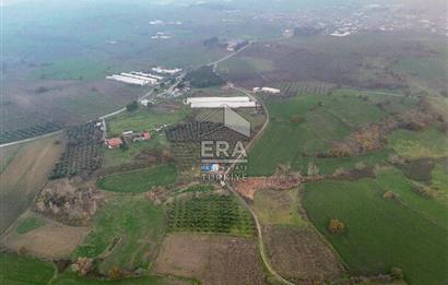 ERA SÖZ GAYRİMENKUL’DEN SUSURLUK GÖBEL’DE HEMEN GELİR GETİREN, DEĞERİ HER GEÇEN GÜN ARTAN SATILIK ZEYTİNLİK