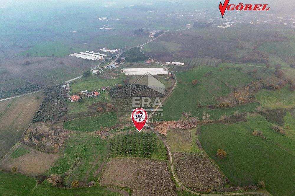 ERA SÖZ GAYRİMENKUL’DEN SUSURLUK GÖBEL’DE HEMEN GELİR GETİREN, DEĞERİ HER GEÇEN GÜN ARTAN SATILIK ZEYTİNLİK