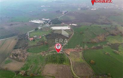 ERA SÖZ GAYRİMENKUL’DEN SUSURLUK GÖBEL’DE HEMEN GELİR GETİREN, DEĞERİ HER GEÇEN GÜN ARTAN SATILIK ZEYTİNLİK