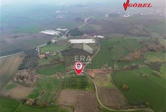 ERA SÖZ GAYRİMENKUL’DEN SUSURLUK GÖBEL’DE HEMEN GELİR GETİREN, DEĞERİ HER GEÇEN GÜN ARTAN SATILIK ZEYTİNLİK - 1 - 14207