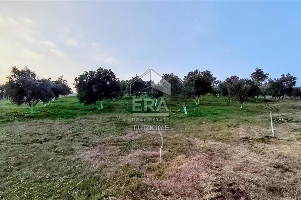 ERA SÖZ GAYRİMENKUL’DEN SUSURLUK GÖBEL’DE HEMEN GELİR GETİREN, DEĞERİ HER GEÇEN GÜN ARTAN SATILIK ZEYTİNLİK