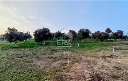 ERA SÖZ GAYRİMENKUL’DEN SUSURLUK GÖBEL’DE HEMEN GELİR GETİREN, DEĞERİ HER GEÇEN GÜN ARTAN SATILIK ZEYTİNLİK