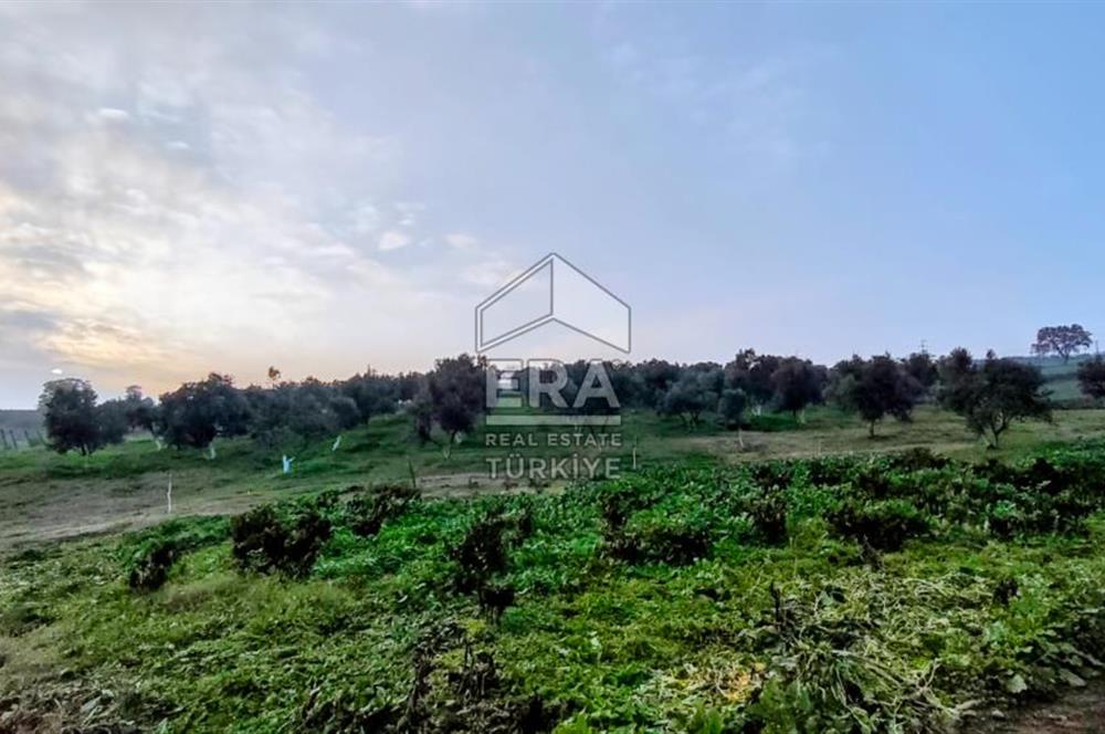 ERA SÖZ GAYRİMENKUL’DEN SUSURLUK GÖBEL’DE HEMEN GELİR GETİREN, DEĞERİ HER GEÇEN GÜN ARTAN SATILIK ZEYTİNLİK