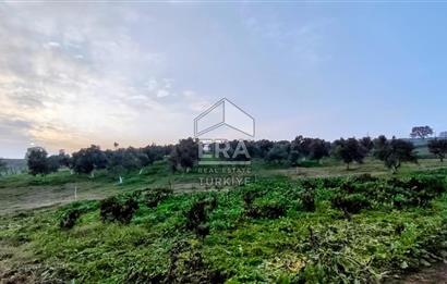 ERA SÖZ GAYRİMENKUL’DEN SUSURLUK GÖBEL’DE HEMEN GELİR GETİREN, DEĞERİ HER GEÇEN GÜN ARTAN SATILIK ZEYTİNLİK