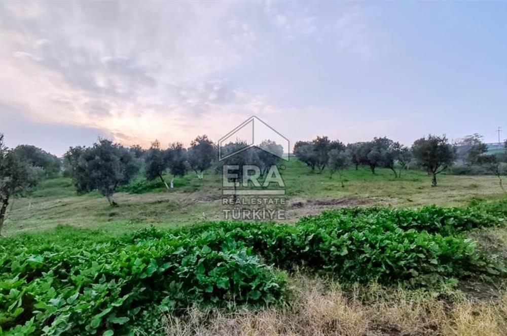 ERA SÖZ GAYRİMENKUL’DEN SUSURLUK GÖBEL’DE HEMEN GELİR GETİREN, DEĞERİ HER GEÇEN GÜN ARTAN SATILIK ZEYTİNLİK