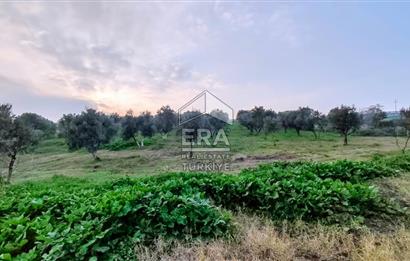 ERA SÖZ GAYRİMENKUL’DEN SUSURLUK GÖBEL’DE HEMEN GELİR GETİREN, DEĞERİ HER GEÇEN GÜN ARTAN SATILIK ZEYTİNLİK