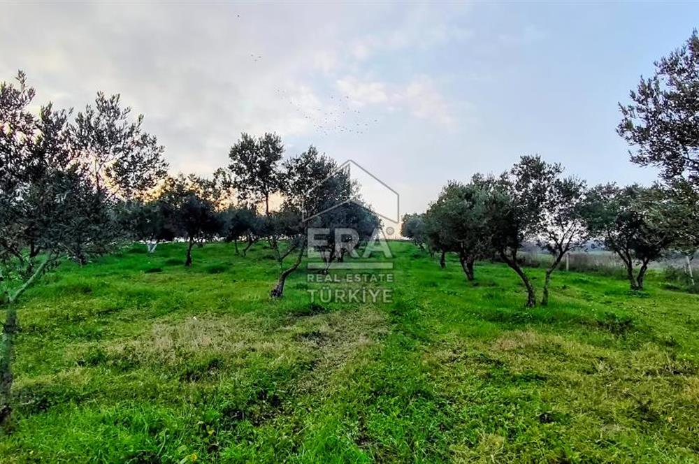 ERA SÖZ GAYRİMENKUL’DEN SUSURLUK GÖBEL’DE HEMEN GELİR GETİREN, DEĞERİ HER GEÇEN GÜN ARTAN SATILIK ZEYTİNLİK