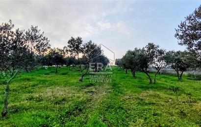 ERA SÖZ GAYRİMENKUL’DEN SUSURLUK GÖBEL’DE HEMEN GELİR GETİREN, DEĞERİ HER GEÇEN GÜN ARTAN SATILIK ZEYTİNLİK