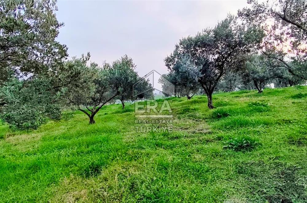 ERA SÖZ GAYRİMENKUL’DEN SUSURLUK GÖBEL’DE HEMEN GELİR GETİREN, DEĞERİ HER GEÇEN GÜN ARTAN SATILIK ZEYTİNLİK