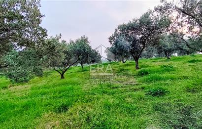 ERA SÖZ GAYRİMENKUL’DEN SUSURLUK GÖBEL’DE HEMEN GELİR GETİREN, DEĞERİ HER GEÇEN GÜN ARTAN SATILIK ZEYTİNLİK