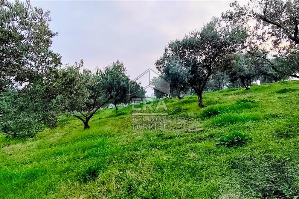 ERA SÖZ GAYRİMENKUL’DEN SUSURLUK GÖBEL’DE HEMEN GELİR GETİREN, DEĞERİ HER GEÇEN GÜN ARTAN SATILIK ZEYTİNLİK