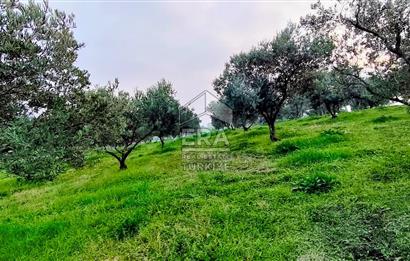 ERA SÖZ GAYRİMENKUL’DEN SUSURLUK GÖBEL’DE HEMEN GELİR GETİREN, DEĞERİ HER GEÇEN GÜN ARTAN SATILIK ZEYTİNLİK