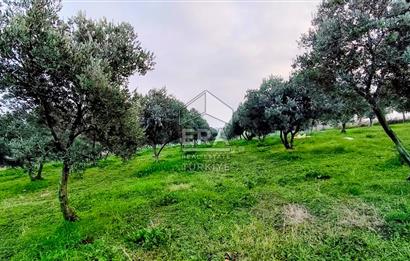 ERA SÖZ GAYRİMENKUL’DEN SUSURLUK GÖBEL’DE HEMEN GELİR GETİREN, DEĞERİ HER GEÇEN GÜN ARTAN SATILIK ZEYTİNLİK