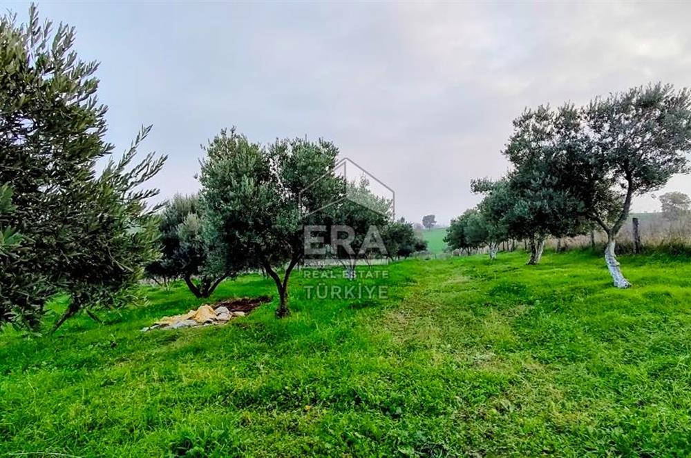 ERA SÖZ GAYRİMENKUL’DEN SUSURLUK GÖBEL’DE HEMEN GELİR GETİREN, DEĞERİ HER GEÇEN GÜN ARTAN SATILIK ZEYTİNLİK