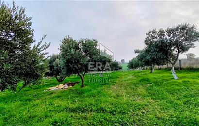 ERA SÖZ GAYRİMENKUL’DEN SUSURLUK GÖBEL’DE HEMEN GELİR GETİREN, DEĞERİ HER GEÇEN GÜN ARTAN SATILIK ZEYTİNLİK