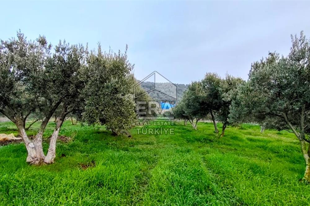 ERA SÖZ GAYRİMENKUL’DEN SUSURLUK GÖBEL’DE HEMEN GELİR GETİREN, DEĞERİ HER GEÇEN GÜN ARTAN SATILIK ZEYTİNLİK