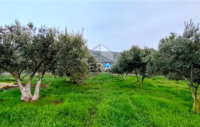 ERA SÖZ GAYRİMENKUL’DEN SUSURLUK GÖBEL’DE HEMEN GELİR GETİREN, DEĞERİ HER GEÇEN GÜN ARTAN SATILIK ZEYTİNLİK