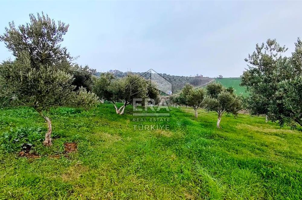 ERA SÖZ GAYRİMENKUL’DEN SUSURLUK GÖBEL’DE HEMEN GELİR GETİREN, DEĞERİ HER GEÇEN GÜN ARTAN SATILIK ZEYTİNLİK