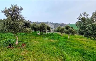 ERA SÖZ GAYRİMENKUL’DEN SUSURLUK GÖBEL’DE HEMEN GELİR GETİREN, DEĞERİ HER GEÇEN GÜN ARTAN SATILIK ZEYTİNLİK