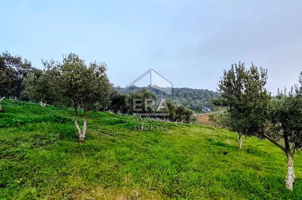 ERA SÖZ GAYRİMENKUL’DEN SUSURLUK GÖBEL’DE HEMEN GELİR GETİREN, DEĞERİ HER GEÇEN GÜN ARTAN SATILIK ZEYTİNLİK