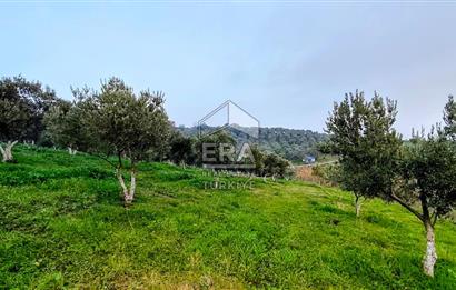 ERA SÖZ GAYRİMENKUL’DEN SUSURLUK GÖBEL’DE HEMEN GELİR GETİREN, DEĞERİ HER GEÇEN GÜN ARTAN SATILIK ZEYTİNLİK