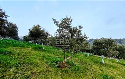 ERA SÖZ GAYRİMENKUL’DEN SUSURLUK GÖBEL’DE HEMEN GELİR GETİREN, DEĞERİ HER GEÇEN GÜN ARTAN SATILIK ZEYTİNLİK