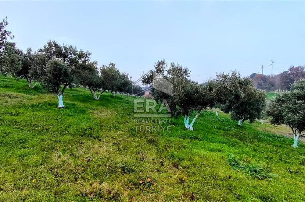 ERA SÖZ GAYRİMENKUL’DEN SUSURLUK GÖBEL’DE HEMEN GELİR GETİREN, DEĞERİ HER GEÇEN GÜN ARTAN SATILIK ZEYTİNLİK