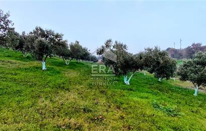 ERA SÖZ GAYRİMENKUL’DEN SUSURLUK GÖBEL’DE HEMEN GELİR GETİREN, DEĞERİ HER GEÇEN GÜN ARTAN SATILIK ZEYTİNLİK