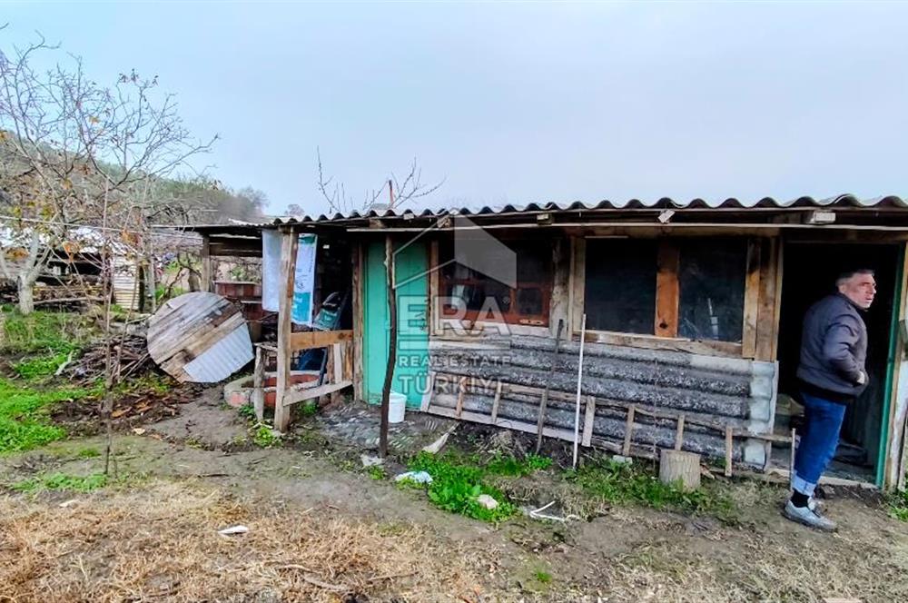 ERA SÖZ GAYRİMENKUL’DEN SUSURLUK GÖBEL’DE HEMEN GELİR GETİREN, DEĞERİ HER GEÇEN GÜN ARTAN SATILIK ZEYTİNLİK