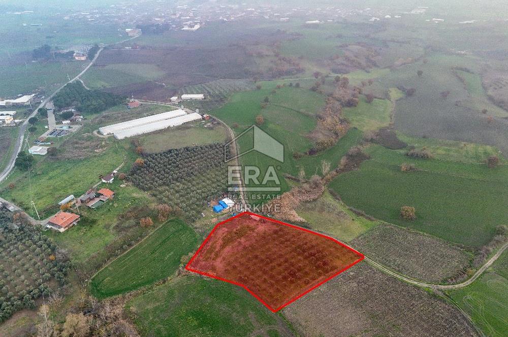 ERA SÖZ GAYRİMENKUL’DEN SUSURLUK GÖBEL’DE HEMEN GELİR GETİREN, DEĞERİ HER GEÇEN GÜN ARTAN SATILIK ZEYTİNLİK