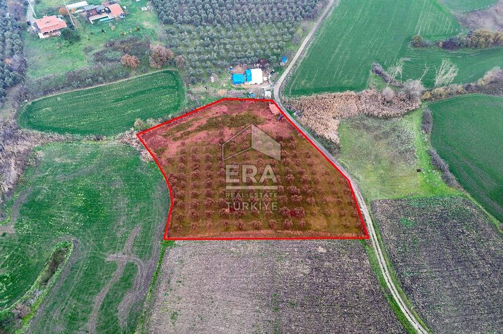 ERA SÖZ GAYRİMENKUL’DEN SUSURLUK GÖBEL’DE HEMEN GELİR GETİREN, DEĞERİ HER GEÇEN GÜN ARTAN SATILIK ZEYTİNLİK