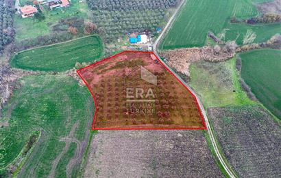 ERA SÖZ GAYRİMENKUL’DEN SUSURLUK GÖBEL’DE HEMEN GELİR GETİREN, DEĞERİ HER GEÇEN GÜN ARTAN SATILIK ZEYTİNLİK